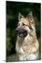 German Shepherd Dog (Head Shot)-null-Mounted Photographic Print