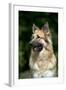 German Shepherd Dog (Head Shot)-null-Framed Photographic Print