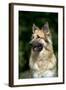 German Shepherd Dog (Head Shot)-null-Framed Photographic Print