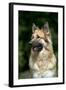 German Shepherd Dog (Head Shot)-null-Framed Photographic Print