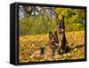 German Shepherd Dog in Fall Color-Lynn M^ Stone-Framed Stretched Canvas