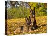 German Shepherd Dog in Fall Color-Lynn M^ Stone-Stretched Canvas