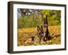 German Shepherd Dog in Fall Color-Lynn M^ Stone-Framed Premium Photographic Print