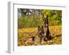 German Shepherd Dog in Fall Color-Lynn M^ Stone-Framed Premium Photographic Print