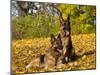 German Shepherd Dog in Fall Color-Lynn M^ Stone-Mounted Premium Photographic Print