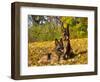 German Shepherd Dog in Fall Color-Lynn M^ Stone-Framed Photographic Print