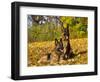 German Shepherd Dog in Fall Color-Lynn M^ Stone-Framed Photographic Print