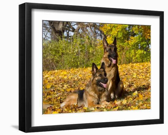 German Shepherd Dog in Fall Color-Lynn M^ Stone-Framed Photographic Print