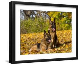 German Shepherd Dog in Fall Color-Lynn M^ Stone-Framed Photographic Print