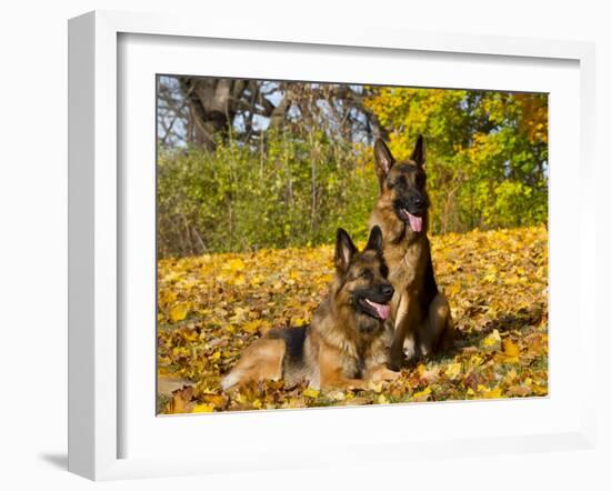 German Shepherd Dog in Fall Color-Lynn M^ Stone-Framed Photographic Print