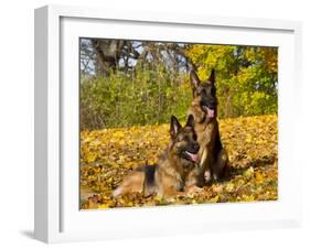 German Shepherd Dog in Fall Color-Lynn M^ Stone-Framed Photographic Print