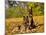 German Shepherd Dog in Fall Color-Lynn M^ Stone-Mounted Photographic Print
