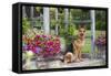German Shepherd Dog in Late Spring Flowers, Garden, Woodstock, Connecticut, USA-Lynn M^ Stone-Framed Stretched Canvas