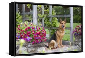 German Shepherd Dog in Late Spring Flowers, Garden, Woodstock, Connecticut, USA-Lynn M^ Stone-Framed Stretched Canvas