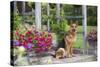 German Shepherd Dog in Late Spring Flowers, Garden, Woodstock, Connecticut, USA-Lynn M^ Stone-Stretched Canvas