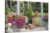German Shepherd Dog in Late Spring Flowers, Garden, Woodstock, Connecticut, USA-Lynn M^ Stone-Stretched Canvas