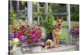 German Shepherd Dog in Late Spring Flowers, Garden, Woodstock, Connecticut, USA-Lynn M^ Stone-Stretched Canvas