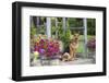 German Shepherd Dog in Late Spring Flowers, Garden, Woodstock, Connecticut, USA-Lynn M^ Stone-Framed Photographic Print