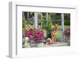 German Shepherd Dog in Late Spring Flowers, Garden, Woodstock, Connecticut, USA-Lynn M^ Stone-Framed Photographic Print