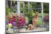 German Shepherd Dog in Late Spring Flowers, Garden, Woodstock, Connecticut, USA-Lynn M^ Stone-Mounted Photographic Print
