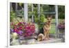 German Shepherd Dog in Late Spring Flowers, Garden, Woodstock, Connecticut, USA-Lynn M^ Stone-Framed Photographic Print