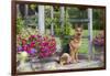 German Shepherd Dog in Late Spring Flowers, Garden, Woodstock, Connecticut, USA-Lynn M^ Stone-Framed Photographic Print