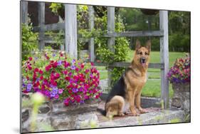 German Shepherd Dog in Late Spring Flowers, Garden, Woodstock, Connecticut, USA-Lynn M^ Stone-Mounted Photographic Print