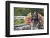 German Shepherd Dog in Late Spring Flowers, Garden, Woodstock, Connecticut, USA-Lynn M^ Stone-Framed Photographic Print