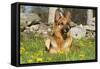 German Shepherd Dog in Meadow in Mid-Spring, Canterbury, Connecticut, USA-Lynn M^ Stone-Framed Stretched Canvas