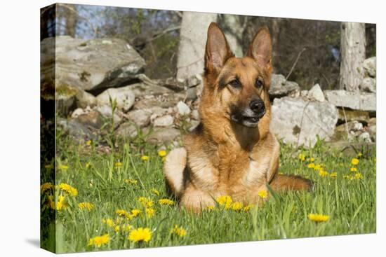 German Shepherd Dog in Meadow in Mid-Spring, Canterbury, Connecticut, USA-Lynn M^ Stone-Stretched Canvas