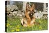 German Shepherd Dog in Meadow in Mid-Spring, Canterbury, Connecticut, USA-Lynn M^ Stone-Stretched Canvas