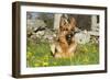 German Shepherd Dog in Meadow in Mid-Spring, Canterbury, Connecticut, USA-Lynn M^ Stone-Framed Photographic Print