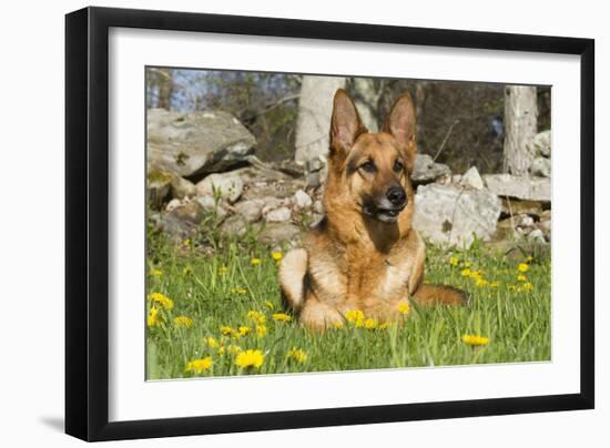 German Shepherd Dog in Meadow in Mid-Spring, Canterbury, Connecticut, USA-Lynn M^ Stone-Framed Photographic Print