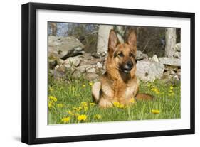 German Shepherd Dog in Meadow in Mid-Spring, Canterbury, Connecticut, USA-Lynn M^ Stone-Framed Photographic Print