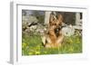 German Shepherd Dog in Meadow in Mid-Spring, Canterbury, Connecticut, USA-Lynn M^ Stone-Framed Photographic Print