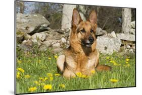 German Shepherd Dog in Meadow in Mid-Spring, Canterbury, Connecticut, USA-Lynn M^ Stone-Mounted Photographic Print