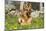 German Shepherd Dog in Meadow in Mid-Spring, Canterbury, Connecticut, USA-Lynn M^ Stone-Mounted Photographic Print