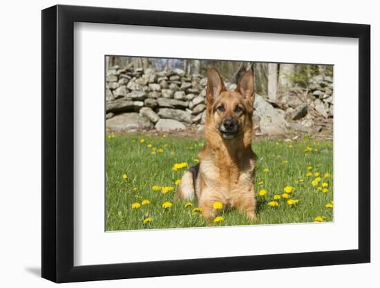 German Shepherd Dog in Meadow in Mid-Spring, Canterbury, Connecticut, USA-Lynn M^ Stone-Framed Photographic Print