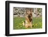 German Shepherd Dog in Meadow in Mid-Spring, Canterbury, Connecticut, USA-Lynn M^ Stone-Framed Photographic Print