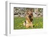 German Shepherd Dog in Meadow in Mid-Spring, Canterbury, Connecticut, USA-Lynn M^ Stone-Framed Photographic Print