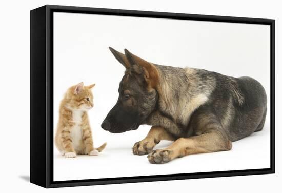 German Shepherd Dog Looking at a Ginger Kitten-Mark Taylor-Framed Stretched Canvas