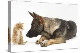 German Shepherd Dog Looking at a Ginger Kitten-Mark Taylor-Stretched Canvas