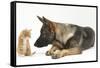 German Shepherd Dog Looking at a Ginger Kitten-Mark Taylor-Framed Stretched Canvas