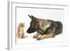 German Shepherd Dog Looking at a Ginger Kitten-Mark Taylor-Framed Photographic Print