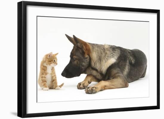 German Shepherd Dog Looking at a Ginger Kitten-Mark Taylor-Framed Photographic Print