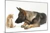 German Shepherd Dog Looking at a Ginger Kitten-Mark Taylor-Mounted Photographic Print