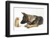 German Shepherd Dog Looking at a Ginger Kitten-Mark Taylor-Framed Photographic Print