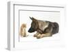 German Shepherd Dog Looking at a Ginger Kitten-Mark Taylor-Framed Photographic Print