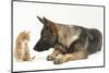 German Shepherd Dog Looking at a Ginger Kitten-Mark Taylor-Mounted Photographic Print