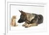 German Shepherd Dog Looking at a Ginger Kitten-Mark Taylor-Framed Photographic Print